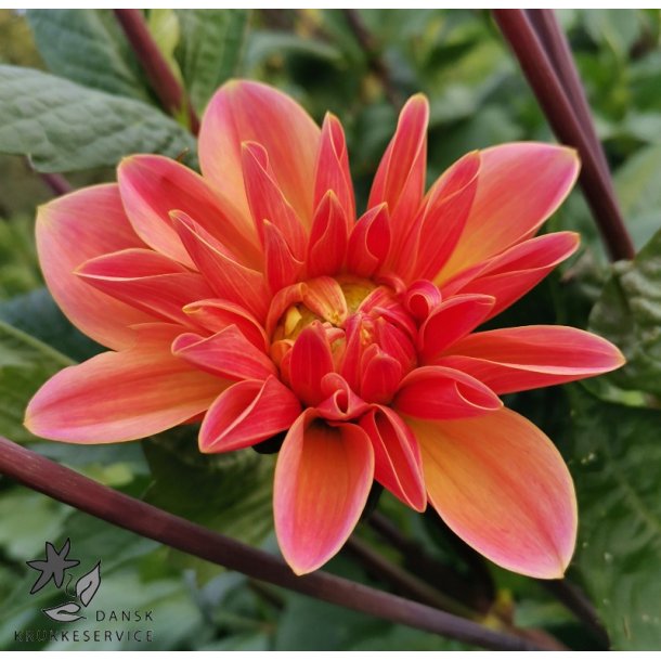 Dahlia Mister Frans