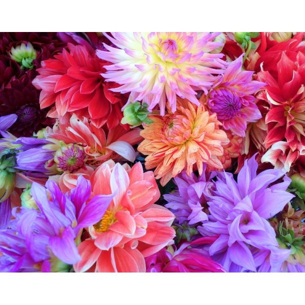 Dahlia Mix