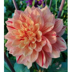 Dahlia Nonette