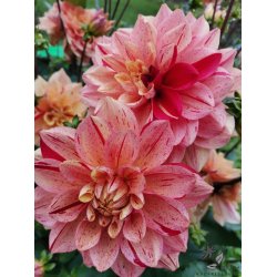 Dahlia Nonette