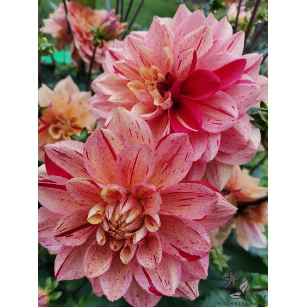 Dahlia Nonette