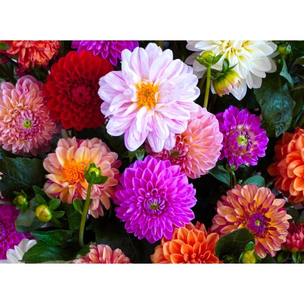 Dahlia Oprydningspakke, Str. I - 8 knolde