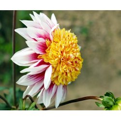 Dahlia Polka
