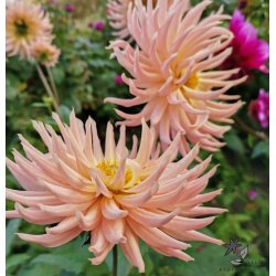 Dahlia Preference