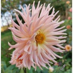 Dahlia Preference