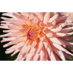 Dahlia Preference