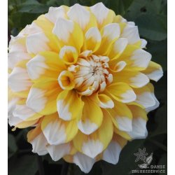 Dahlia Seattle