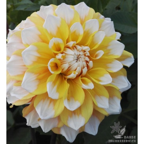 Dahlia Seattle