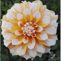 Dahlia Seattle