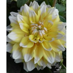 Dahlia Seattle