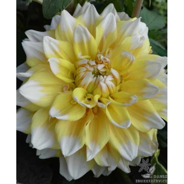 Dahlia Seattle