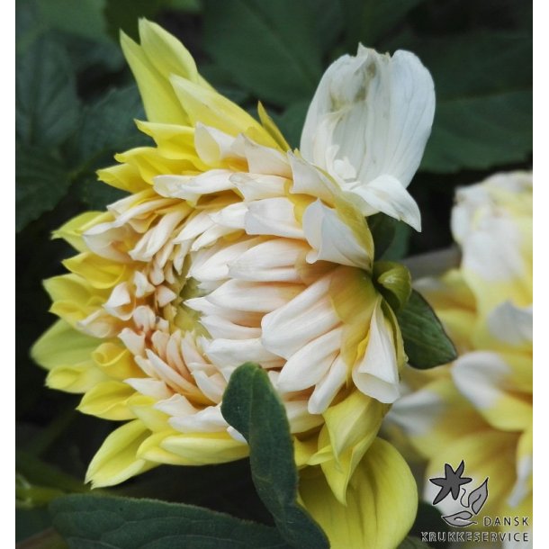Dahlia Seattle
