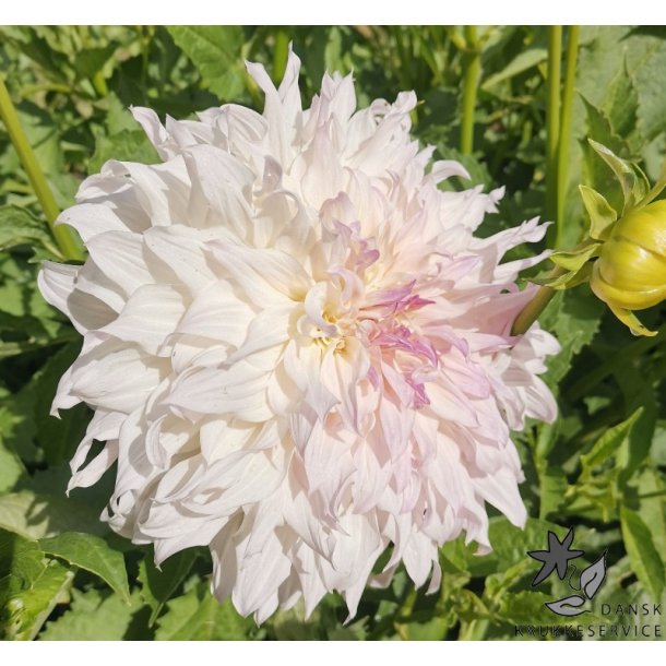 Dahlia Shiloh Noelle