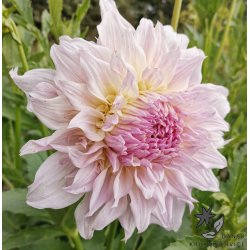 Dahlia Shiloh Noelle