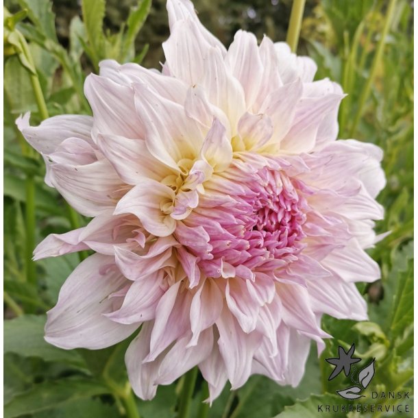 Dahlia Shiloh Noelle