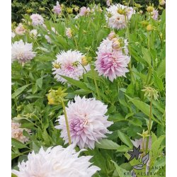 Dahlia Shiloh Noelle