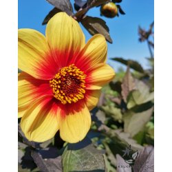 Dahlia Sunshine