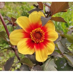 Dahlia Sunshine