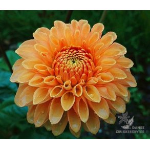 Dahlia Sylvia