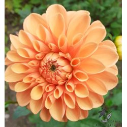 Dahlia Sylvia