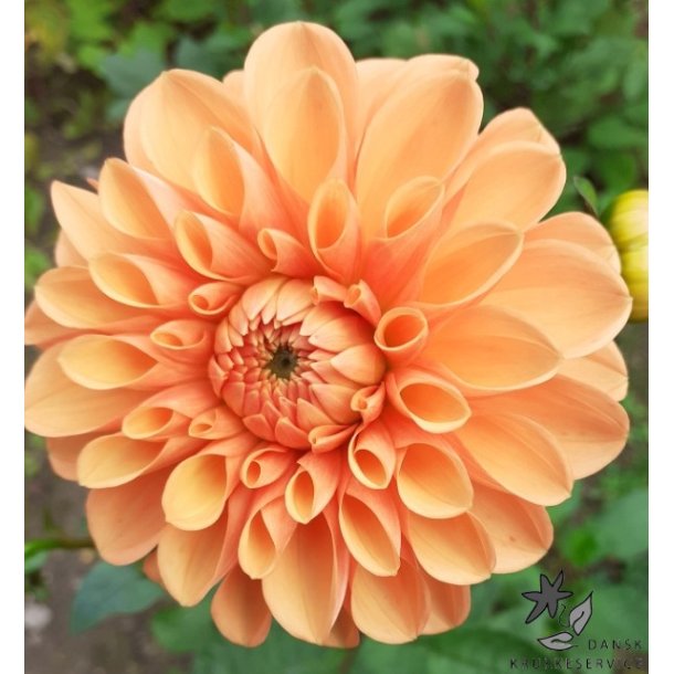 Dahlia Sylvia