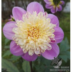 Dahlia Take Off