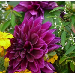 Dahlia Thomas A Edison