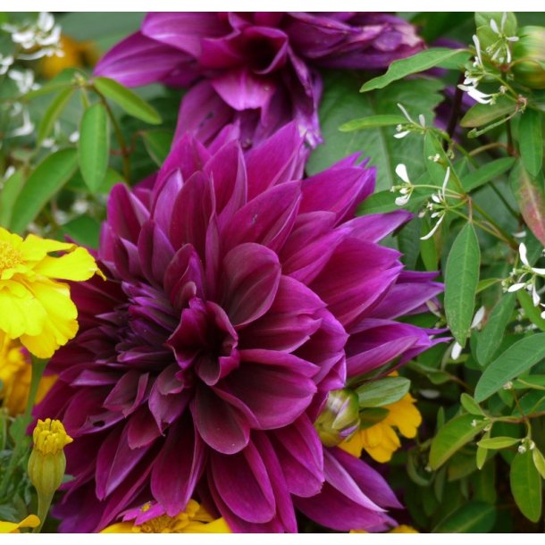 Dahlia Thomas A Edison