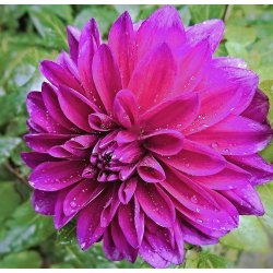 Dahlia Thomas A Edison