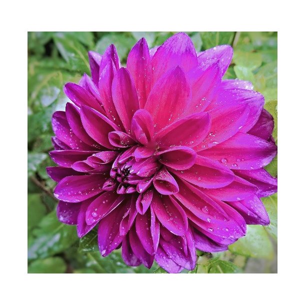 Dahlia Thomas A Edison