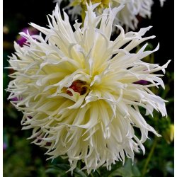 Dahlia Tsuki Yori No Shisha