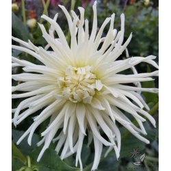 Dahlia Tsuki Yori No Shisha