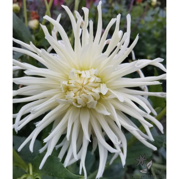 Dahlia Tsuki Yori No Shisha