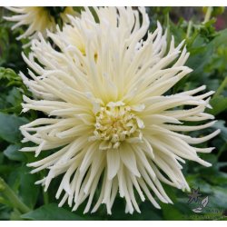 Dahlia Tsuki Yori No Shisha