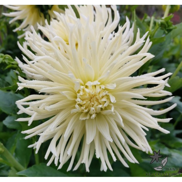 Dahlia Tsuki Yori No Shisha