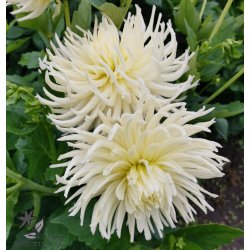 Dahlia Tsuki Yori No Shisha