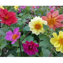 Dahlia Unwins Dwarf Mix