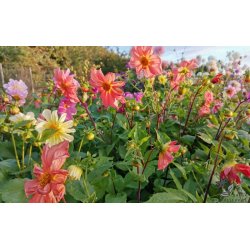 Dahlia Unwins Dwarf Mix