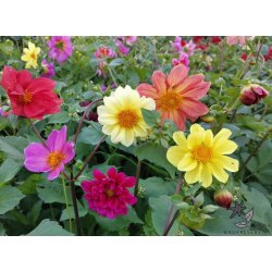 Dahlia Unwins Dwarf Mix