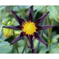 Dahlia Verrone's Obsidian