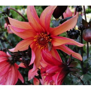 Dahlia Waltzing Mathilda
