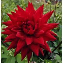 Dahlia Witteman's Best