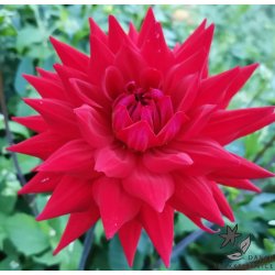 Dahlia Witteman's Best