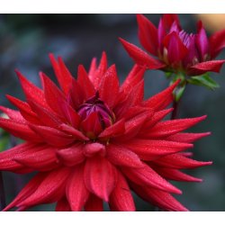 Dahlia Witteman's Best