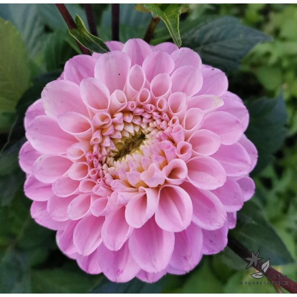 Dahlia Wizard of Oz