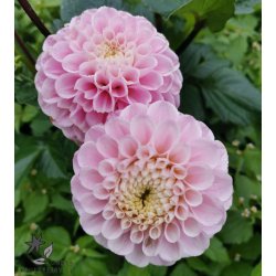Dahlia Wizard of Oz
