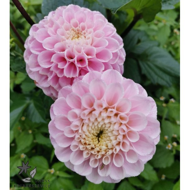 Dahlia Wizard of Oz