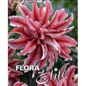 Dobbelt lilje, Magic Star