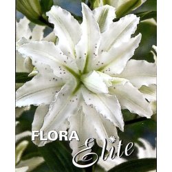 Dobbelt lilje Polar Star,  2 lg