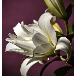 Dobbelt lilje Polar Star,  2 lg